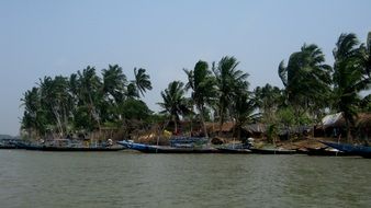 magnificent palm lake