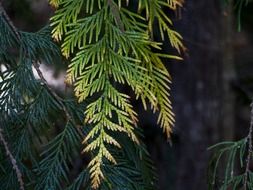 branches of a cedar close up