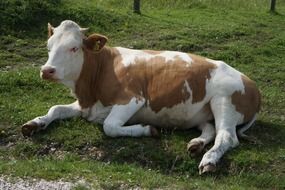 white-brown cow lies on green grass