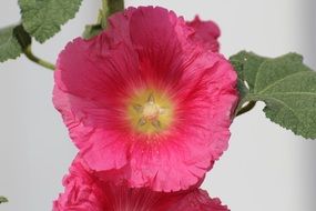 pink mallow on a bush close-up on a blurred background