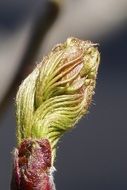 macro photo of rowan berry