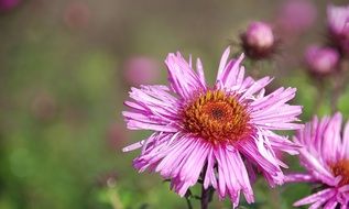 bloom pink summer flowers close-up on blurred background