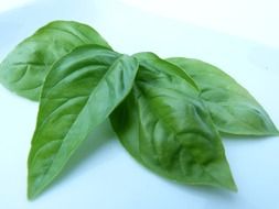 closeup photo of green basil leaves on a white background