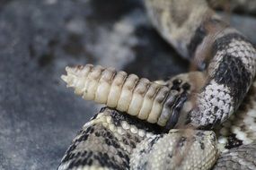 rattlesnake snake rattle tail