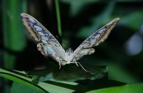 white butterfly on a green leaf in nature