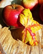 autumn leaf apple