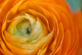 closeup of an orange rose flower