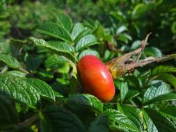 Rose hip in nature in the sun close-up