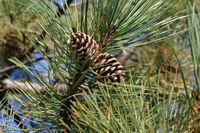 pine cones in tree needles