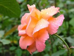 side view of orange rose in dew drops