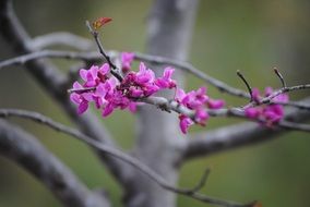 purple-pink flowers on a branch in spring