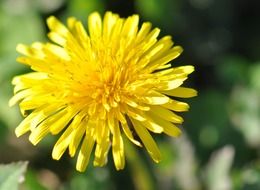 Beautiful yellow blossoming dandelion