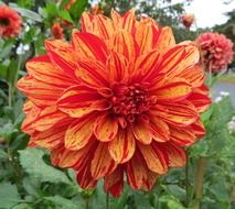 dahlia orange red