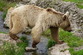 Brown bear stands on the rocks