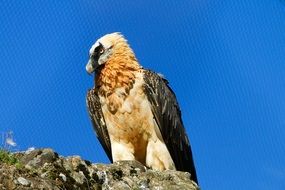 bearded vulture in wildlife