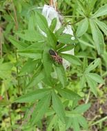 closeup photo of bug with red pattern on the plant