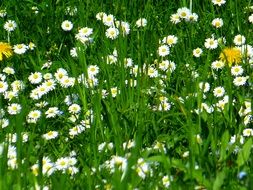 yellow dandelions on a camomile field closeup