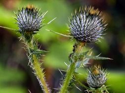 gray bloom of thistle