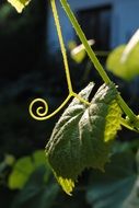 green ovaries of grapes