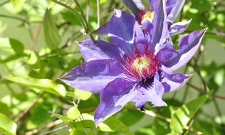 clematis blossom plant close-up