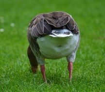 goose bird feather