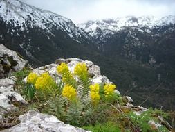 flora of etna volcano