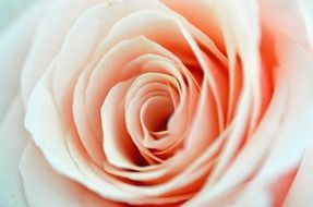 Close-up of the pink rose
