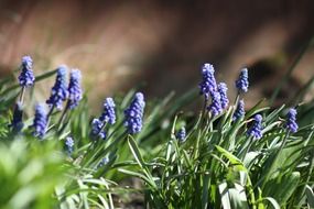 picture of the purple spring flowers