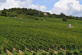 slope of green grapes