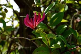 purple flower on tree