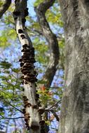 picture of the mushrooms on a trees in a forest on a sunny day