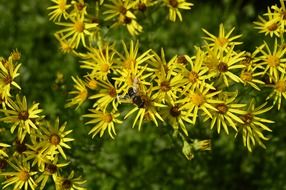 bee on yellow flower