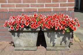 holland culture outdoor plants
