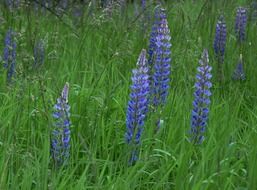 picture of the blue lupine flowers