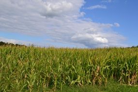 Landscape of the corn fields