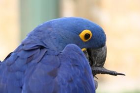 blue macaw parrot