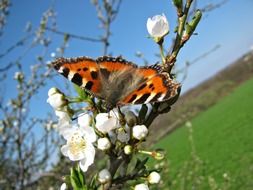 butterfly sitting on blooming white flowers