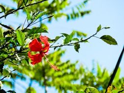 red flower on a green plant in the park