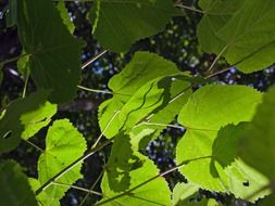 shadow of green leaves