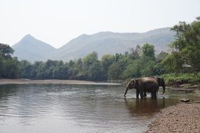 elephants cooling down in the river