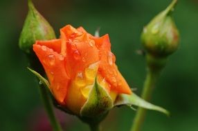 rose plant drop of water bloom nature