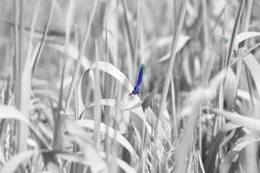 Blue dragonfly in nature