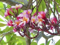 talungeiei flowers blooming