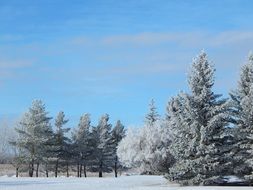 trees in the snow on the field