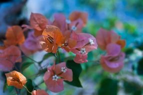 flowers floral plant singapore wildflower