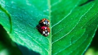 Mating ladybugs on a green leaf