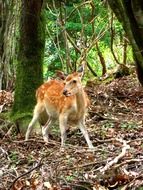 mountain deer animal in woods portrait