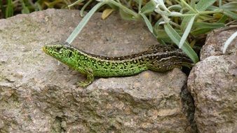 sand lizard on stone