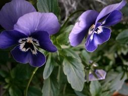 blue horned pansy, viola cornuta