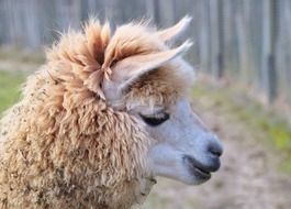 alpaca or llama